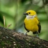 Tangara stribrohrdla - Tangara icterocephala - Silver-throated Tanager o1298
